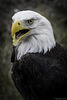 Weisskopfseeadler - Bald eagle ... P.i.P. (© Buelipix)