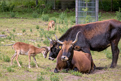 Animal Park Rheinauer Wald