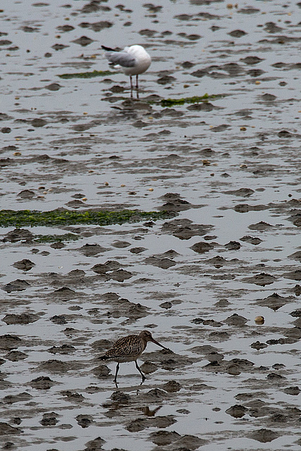 20140910 5011VRAw [NL] Pfuhlschnepfe (Limosa lapponica), Silbermöwe (Larus argentatus), Terschelling