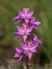 Calopogon multiflorus (Manyflowered Grass-pink orchid)