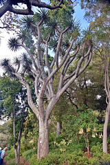 Kanarischer Drachenbaum - Dracaena draco