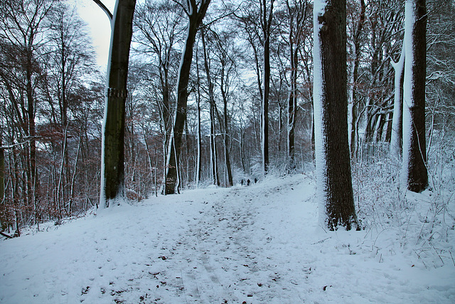Verschneiter Waldweg (Velbert-Langenberg) / 9.12.2017