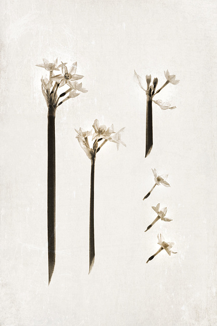 narcissi III