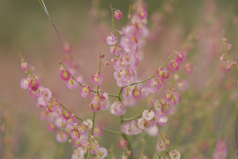 Rumex induratus, Caryophyllales