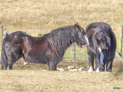 Dozy ponies sunbathing