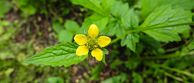 20210605 0427CPw [D~LIP] Echte Nelkenwurz (Geum urbanum), Bad Salzuflen