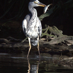Je l'ai attrapé ! Je l'ai attrapé !