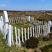 Betty Corrigall's grave on Hoy.