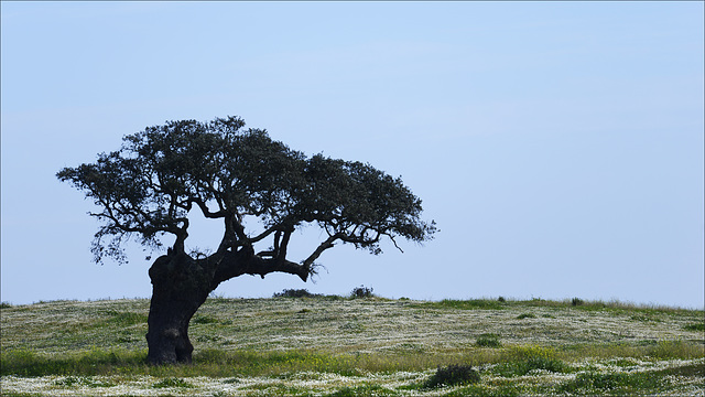 Viúvas, Quercus ilex