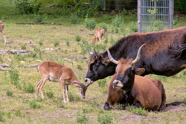 Animal Park Rheinauer Wald