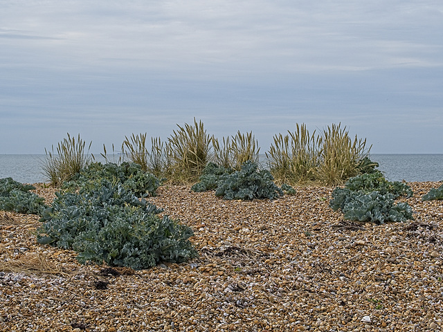 Sea Kale on the beach at Hayling Island