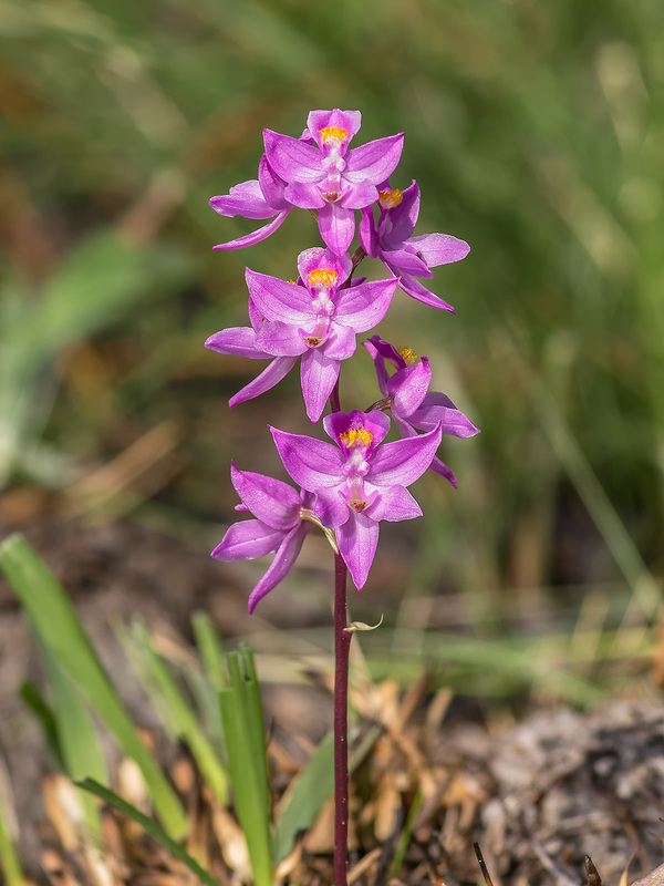 Calopogon multiflorus (Manyflowered Grass-pink orchid)