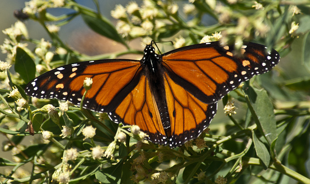 Migrating Monarch