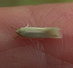 Tiny moth on my finger!!