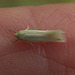 Tiny moth on my finger!!