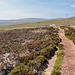 The well-trodden track to Betty Corrigall's grave