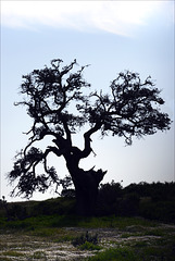 Viúvas, Quercus ilex