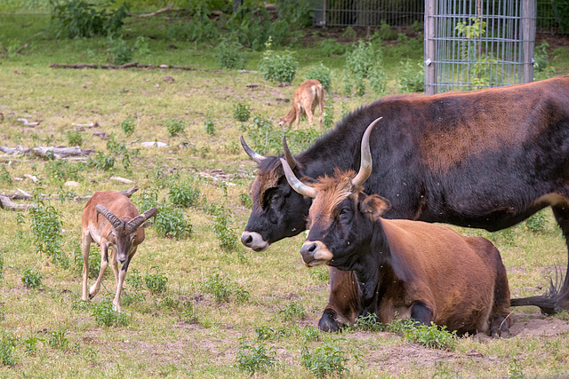 Animal Park Rheinauer Wald