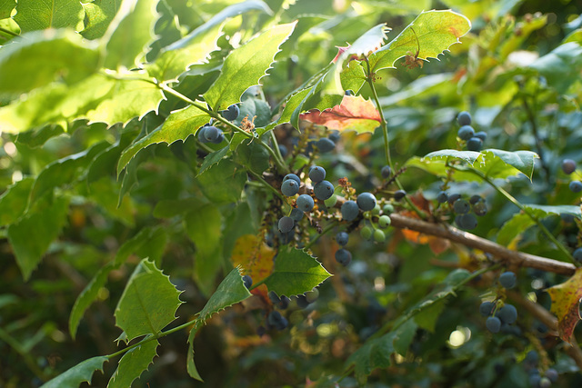 Manual lens test (back light)