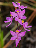 Calopogon multiflorus (Manyflowered Grass-pink orchid)