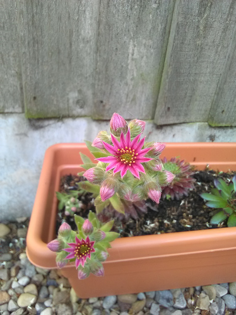 Sempervivum flowering