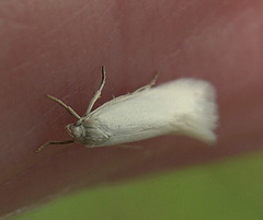 Tiny moth on my finger!!