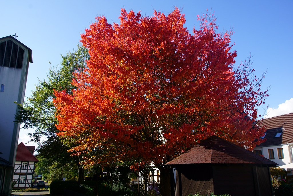 Kirsche im Herbstkleid