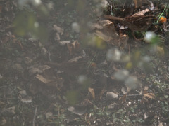 Oh yeah, a white-throated sparrow