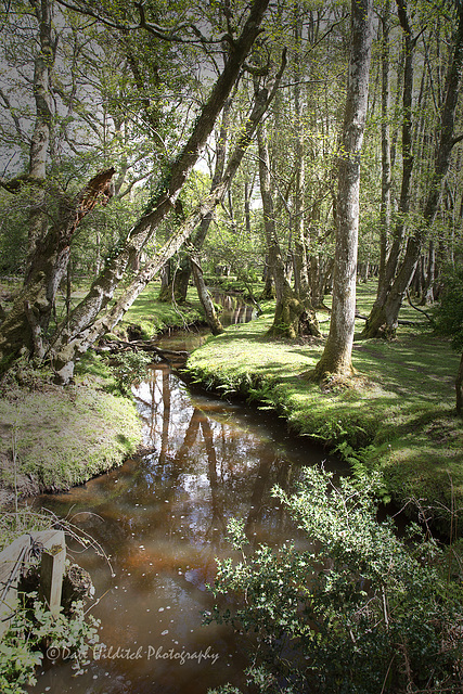 Forest Stream