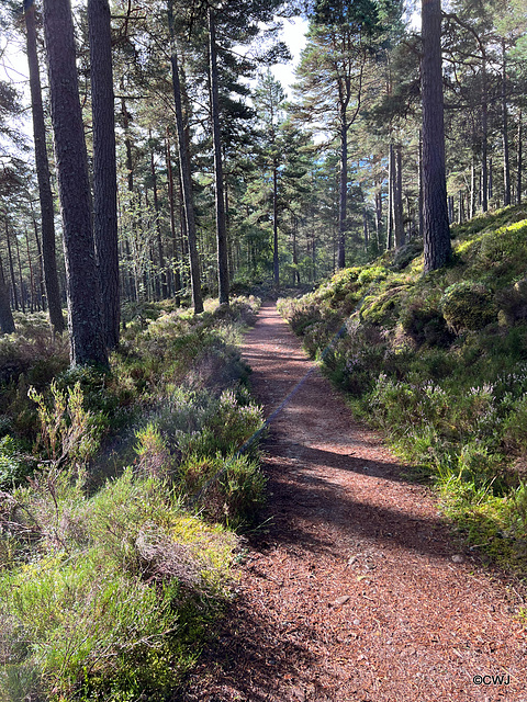 Anagach Wood, Grantown on Spey