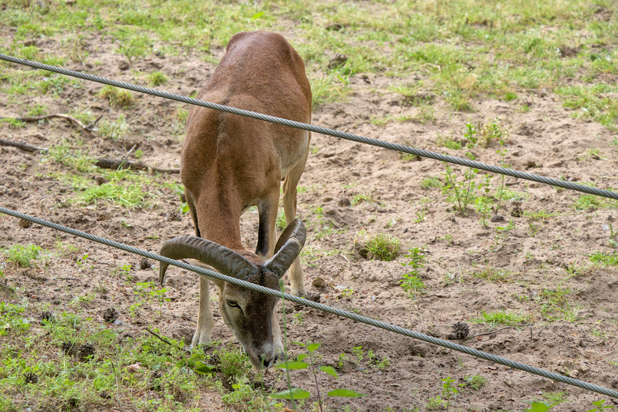 Animal Park Rheinauer Wald