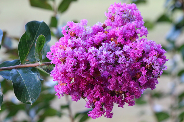 004/365 Crepe Myrtle