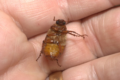 IMG 2737-CR3 DxO DeepPRIME -1Chafer