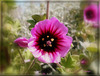 Mauve royale........Bonne journée et bon we ❤️