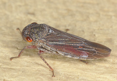 IMG 8361leafhopper