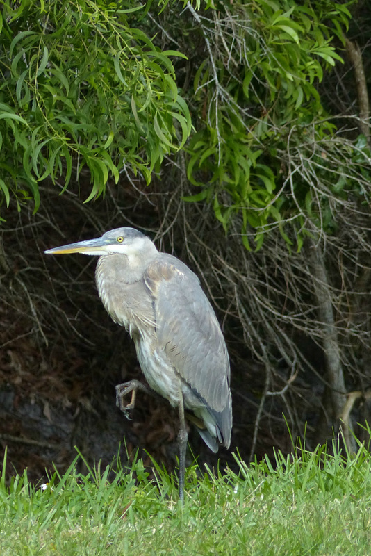 Great Blue Heron - 31 January 2016