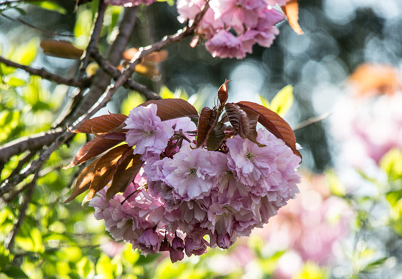 20160429 1336VRTw [D~RI] Japanische Blütenkirsche (Prunus serrulata), Rinteln