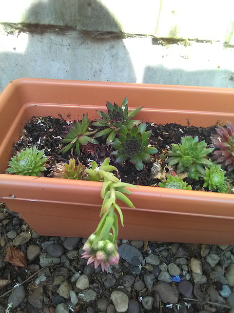 Sempervivum flowering