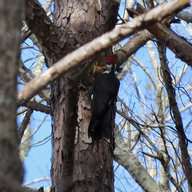 Pileated woodpecker (Dryocopus pileatus)