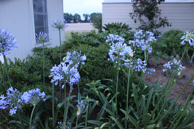 "Lily of the Nile"..... (at same home as the Ant art piece ,  third shot over)