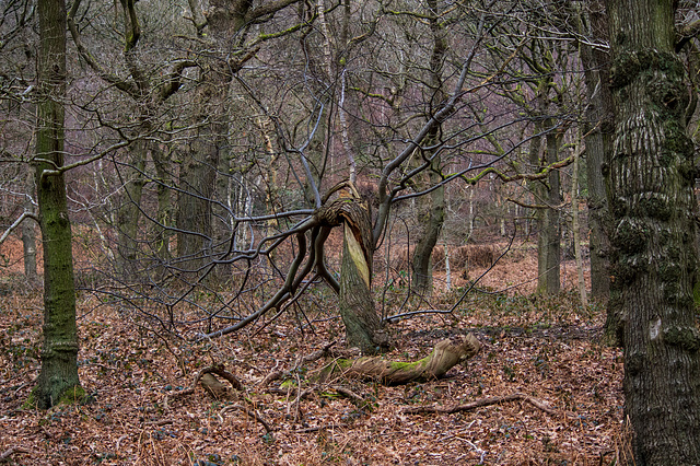 A Twisted Tree in Shire Hill Wood