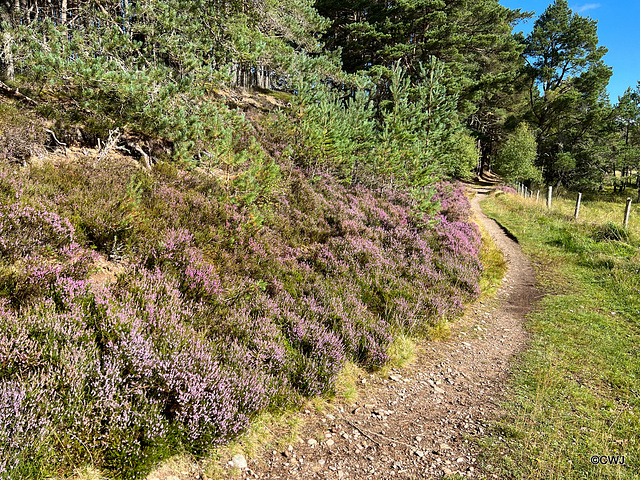 The heather is beginning to bloom