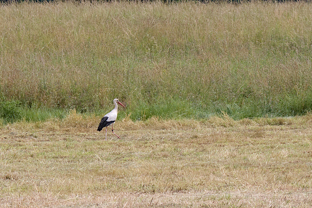 Animal Park Rheinauer Wald