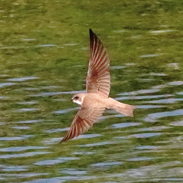 EOS 90D Peter Harriman 10 42 16 11362 sandMartin dpp