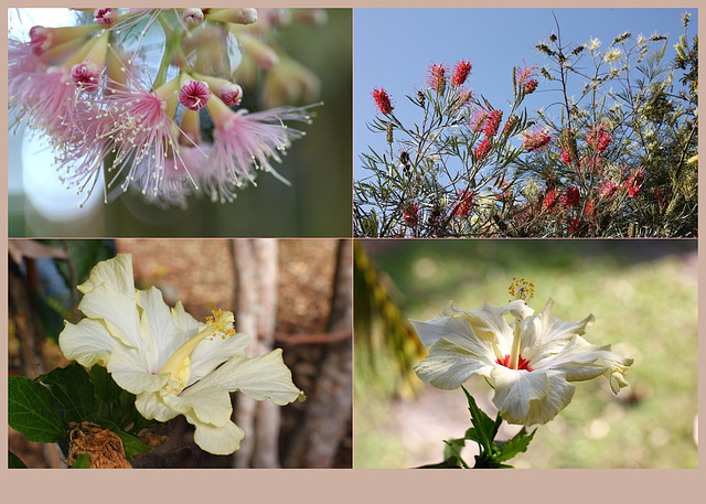 Flowers Pink and Cream September