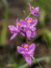 Calopogon multiflorus (Manyflowered Grass-pink orchid)