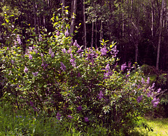 Lilacs on the day before solstice