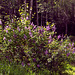 Lilacs on the day before solstice