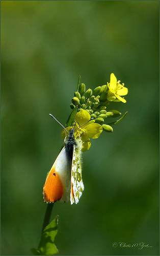 Orange tip ~ Oranjetipje (Anthocharis cardamines) ♂...