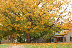Fall Tree 2007